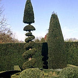 Taxus baccata